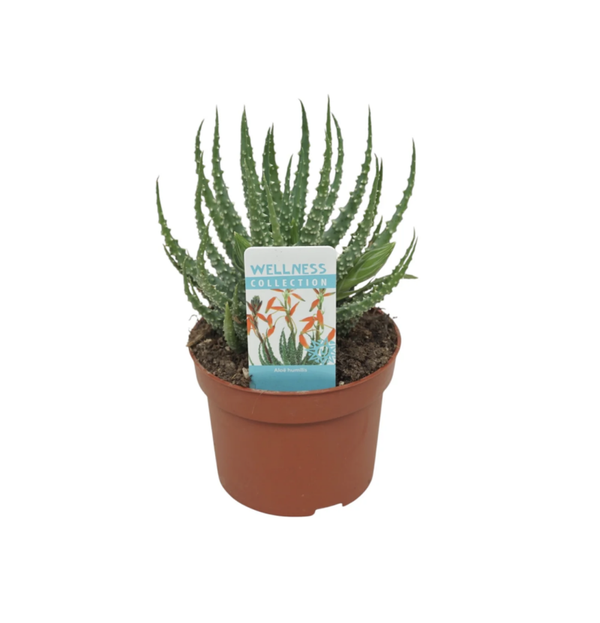 Aloe 10.5cm Humilis