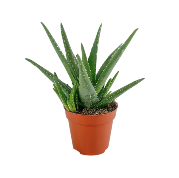 Aloe 12cm Medivera