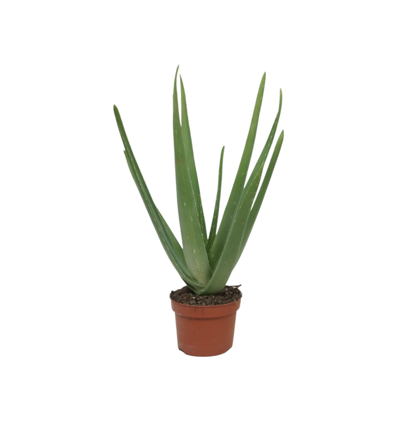 Aloe Vera 10.5cm