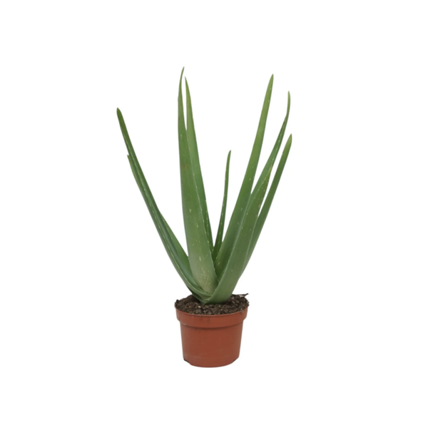 Aloe Vera 10.5cm