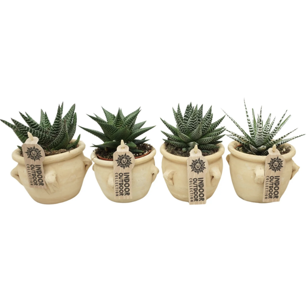 Aloë-Haworthia 8.5cm La Vica Ceramic