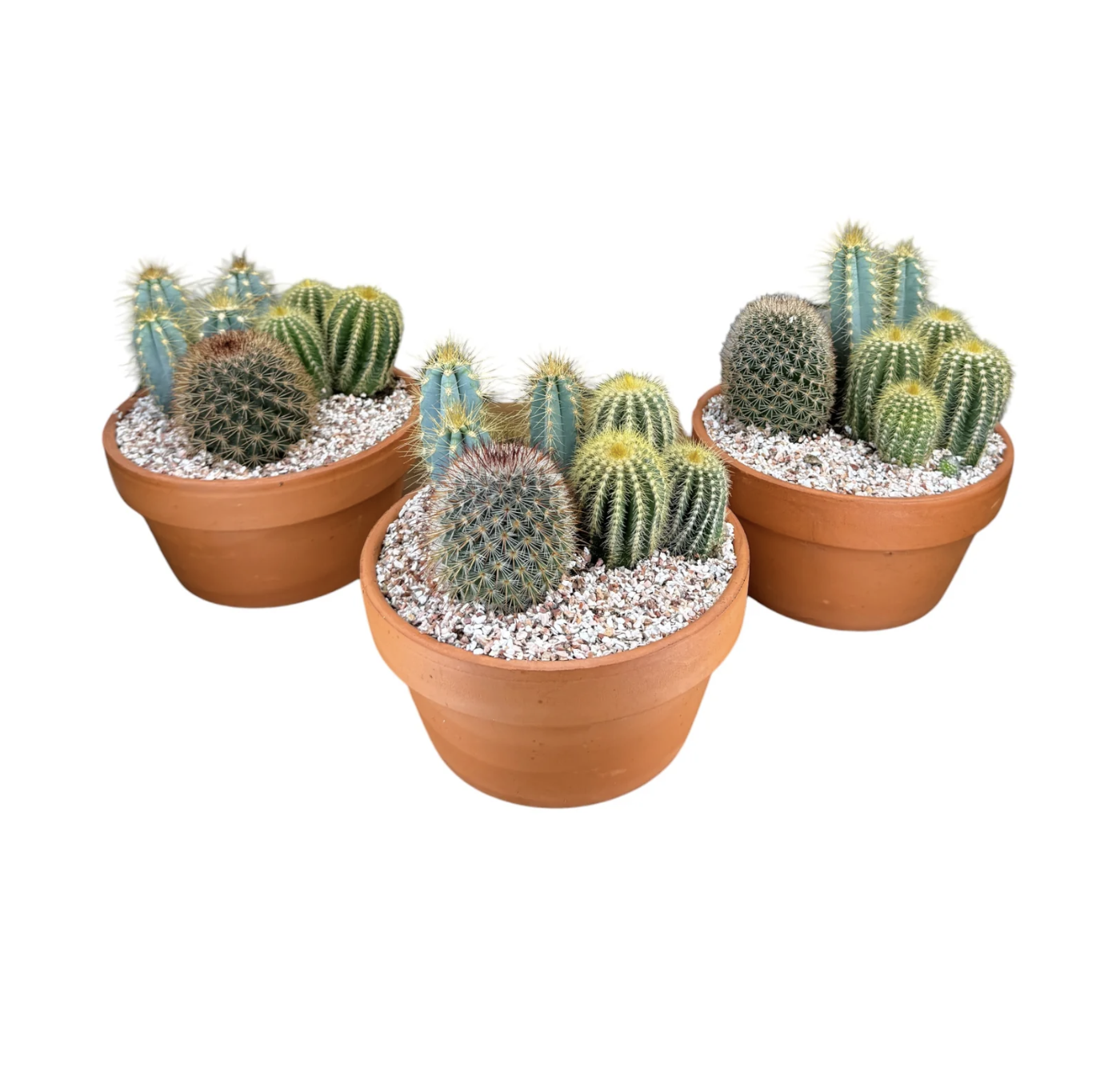Cacti 17cm Premium Trio Planter in Terracotta