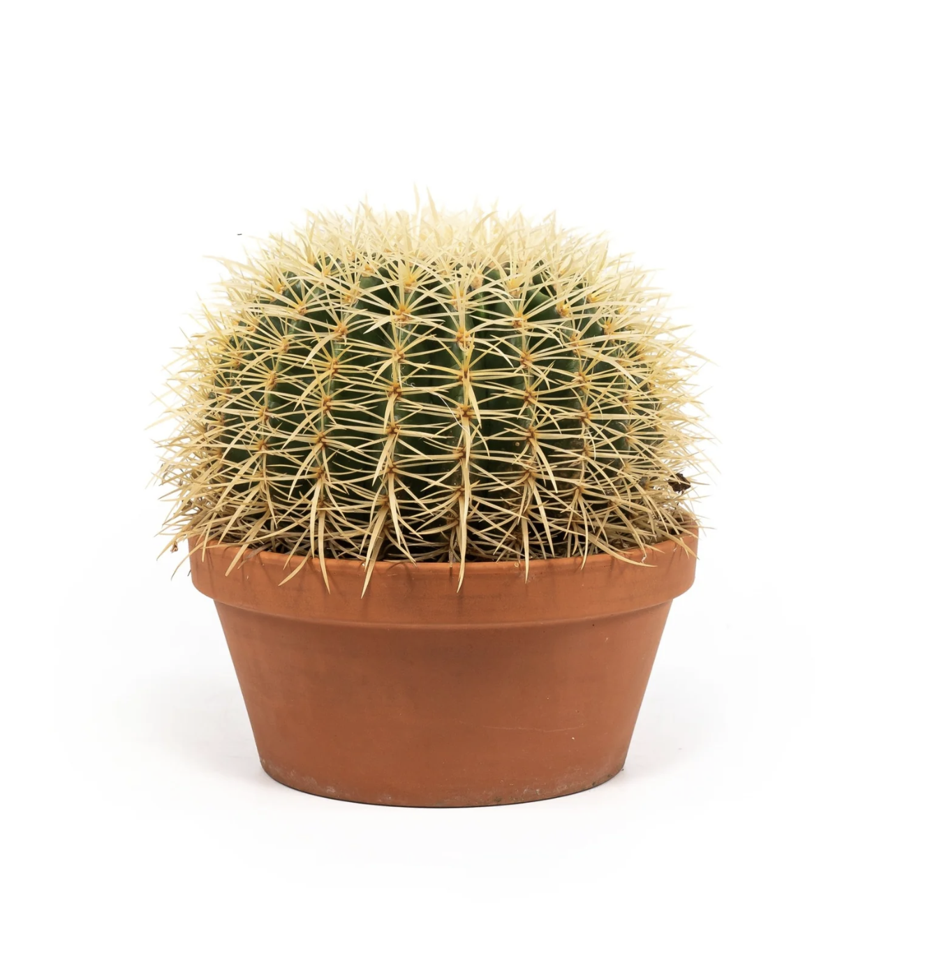 Cacti 20cm Echinocactus Brevispina in Terracotta