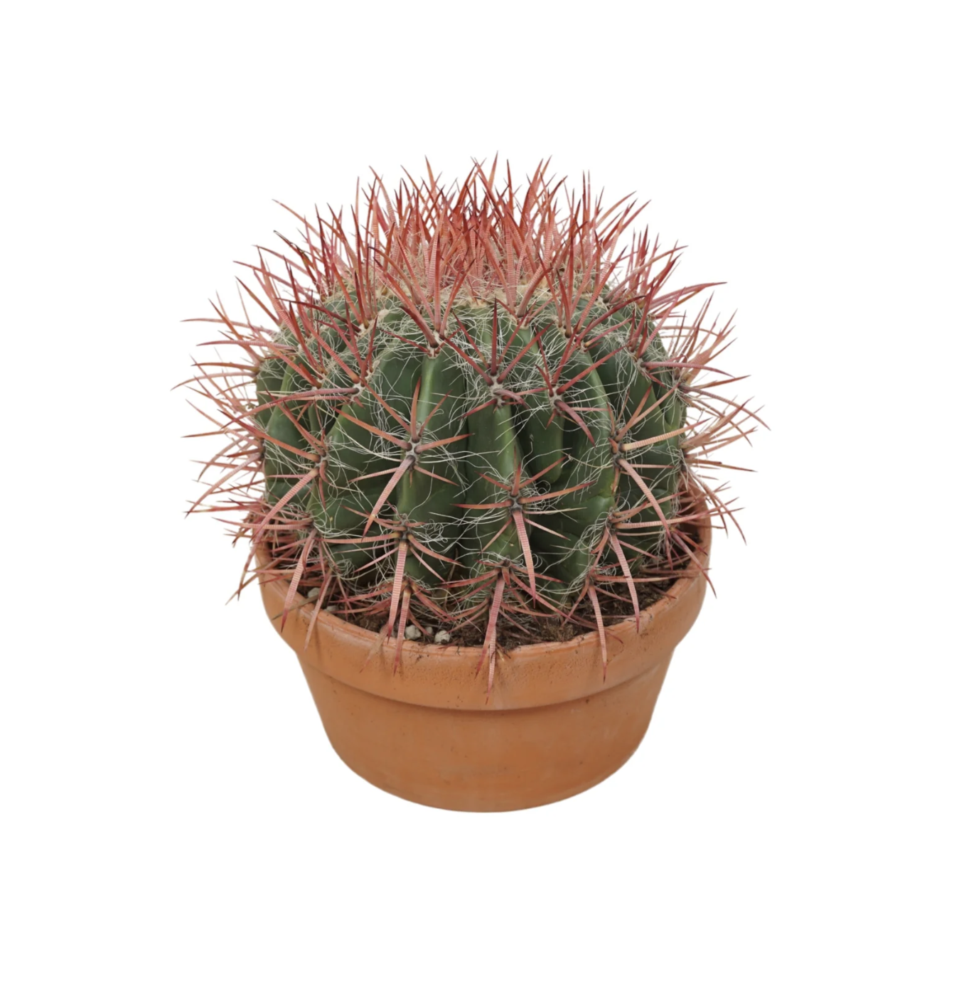 Cacti 20cm Ferocactus In Terracotta