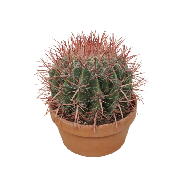 Cacti 20cm Ferocactus In Terracotta