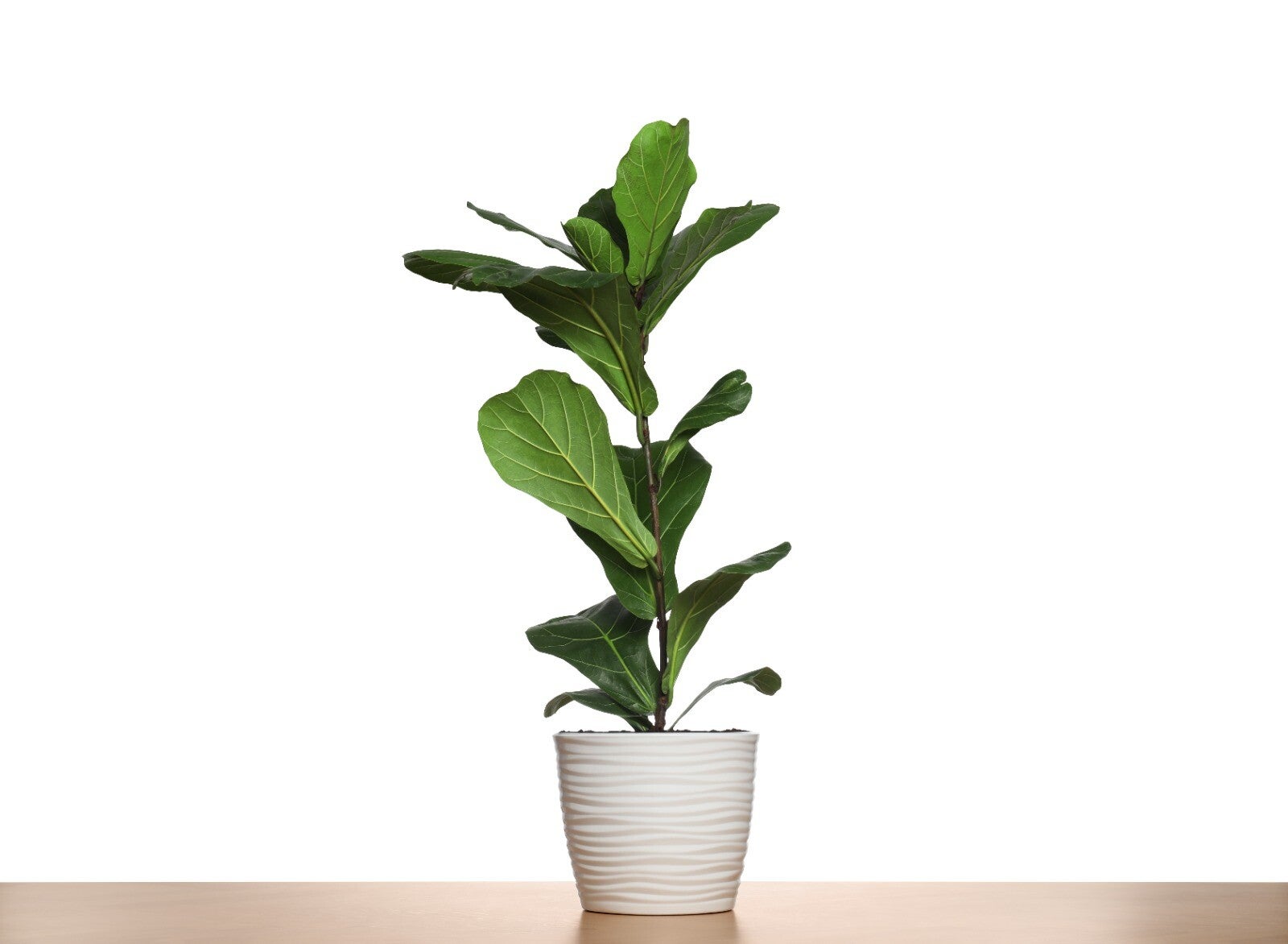 Ficus lyrata – Fiddle Leaf Fig