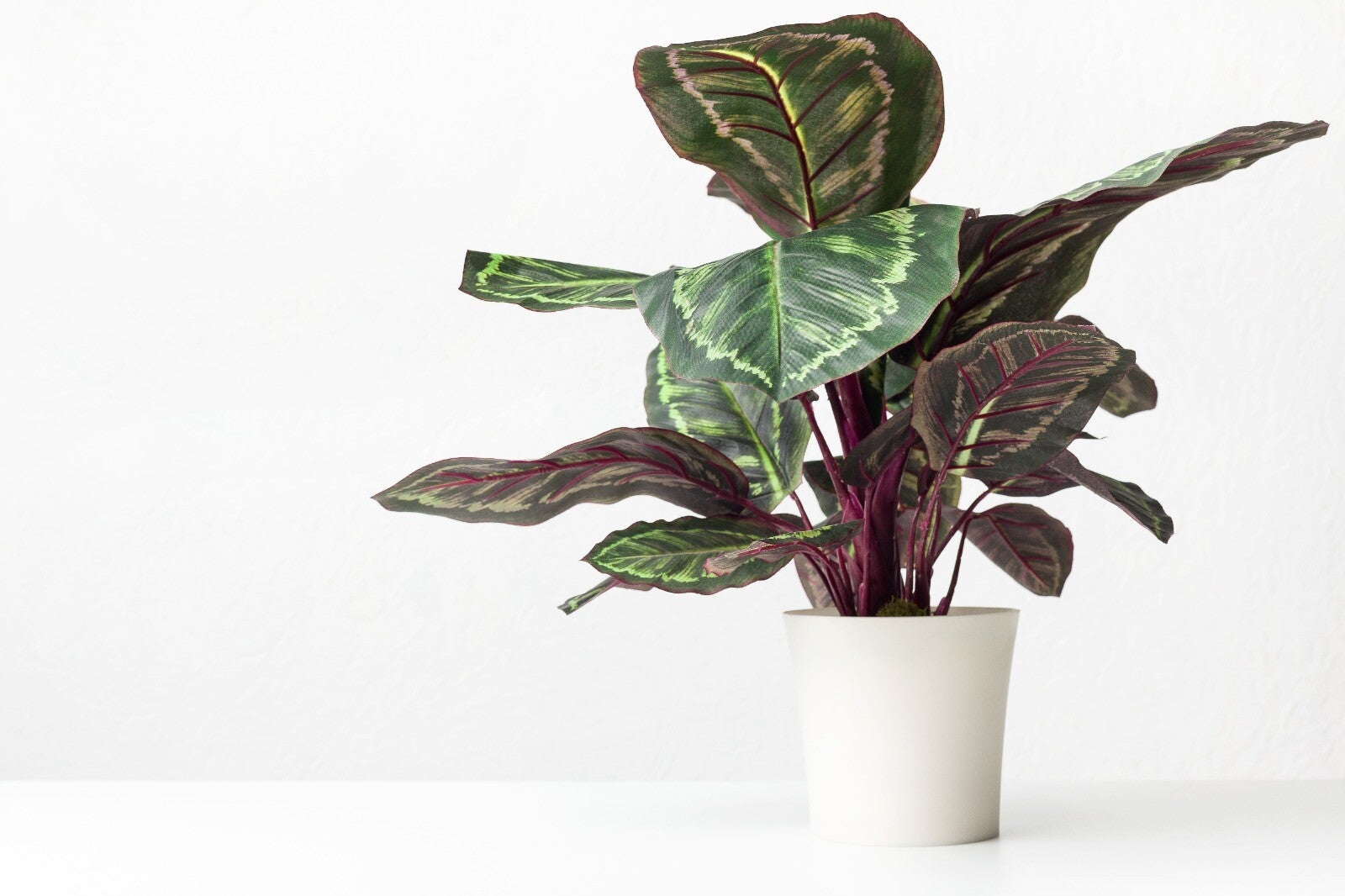 Calathea Ornata – Pinstripe Calathea