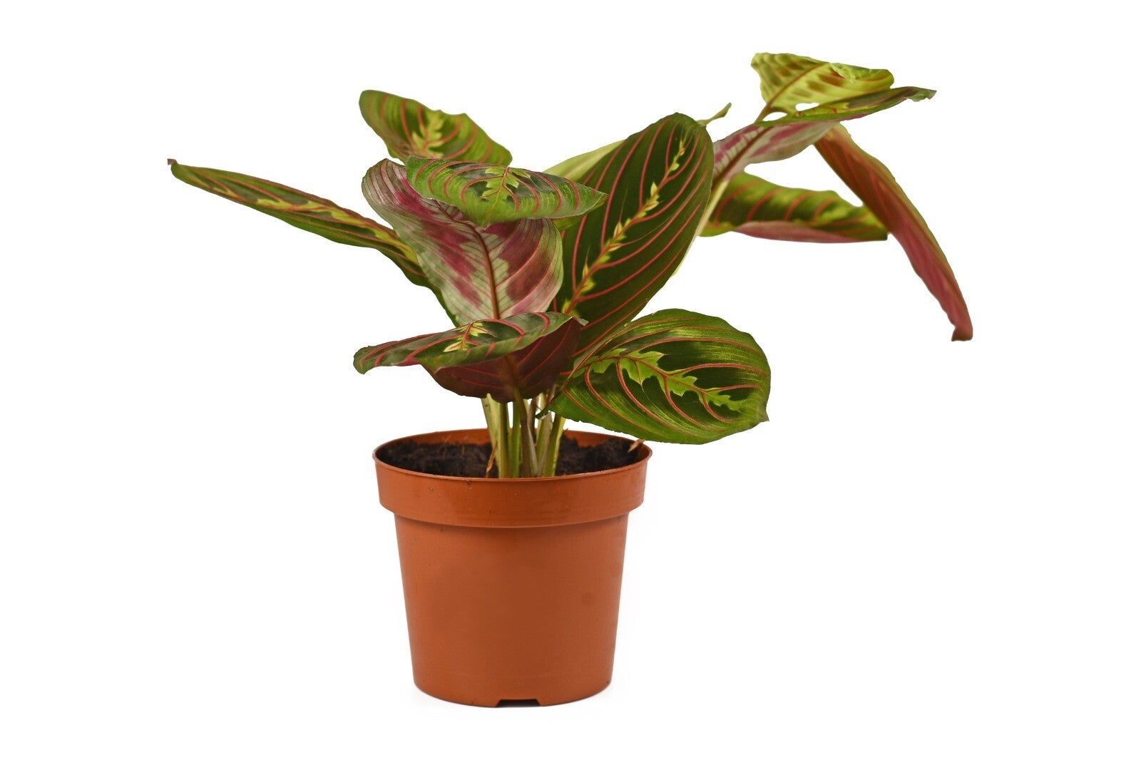 Maranta 'Fascinator' – Prayer Plant