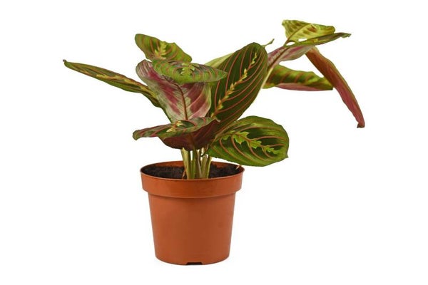 Maranta 'Fascinator' – Prayer Plant