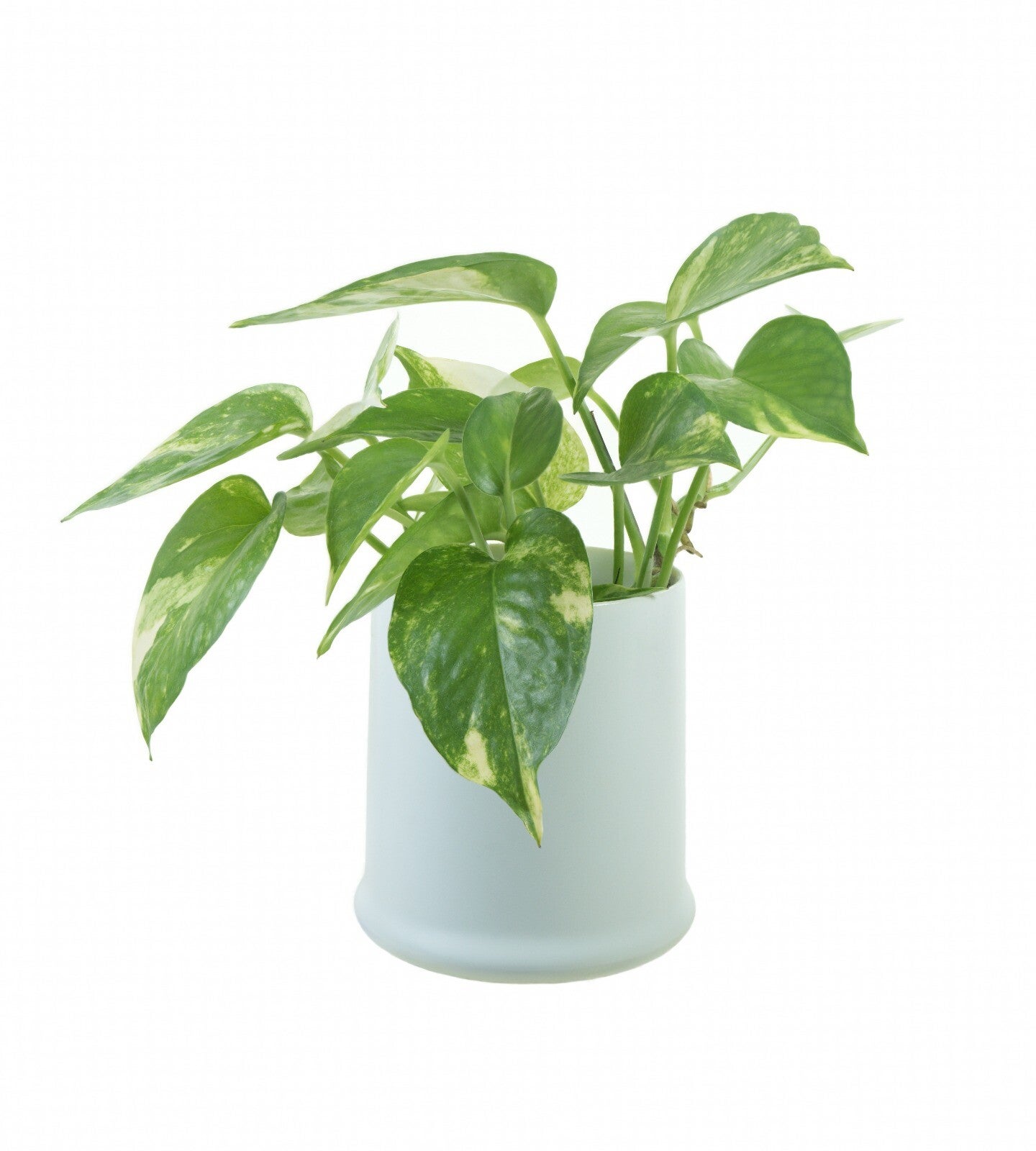 Epipremnum Aureum – Golden Pothos, Devil’s Ivy