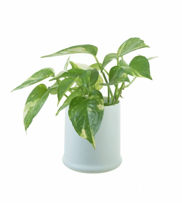 Epipremnum Aureum – Golden Pothos, Devil’s Ivy