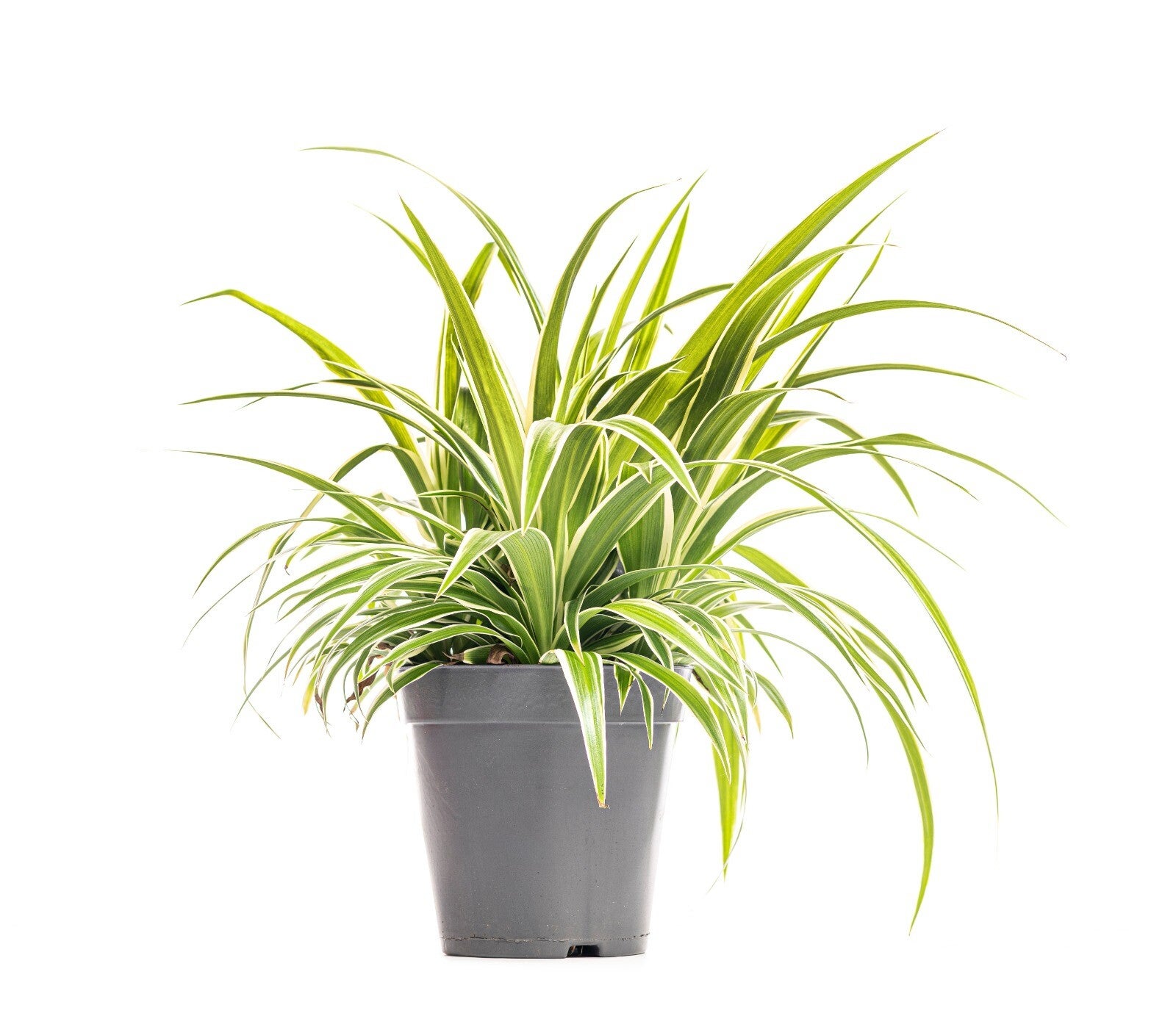 Chlorophytum Comosum – Spider Plant