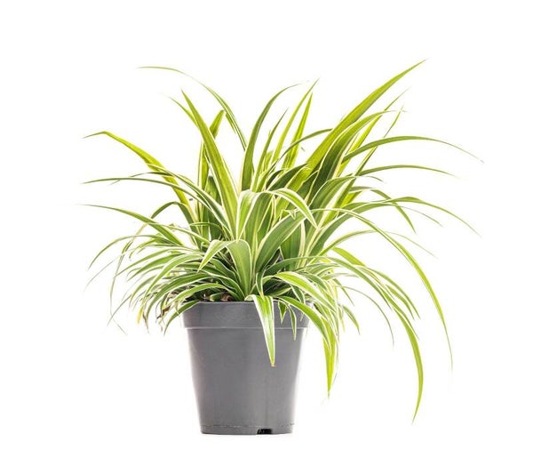 Chlorophytum Comosum – Spider Plant