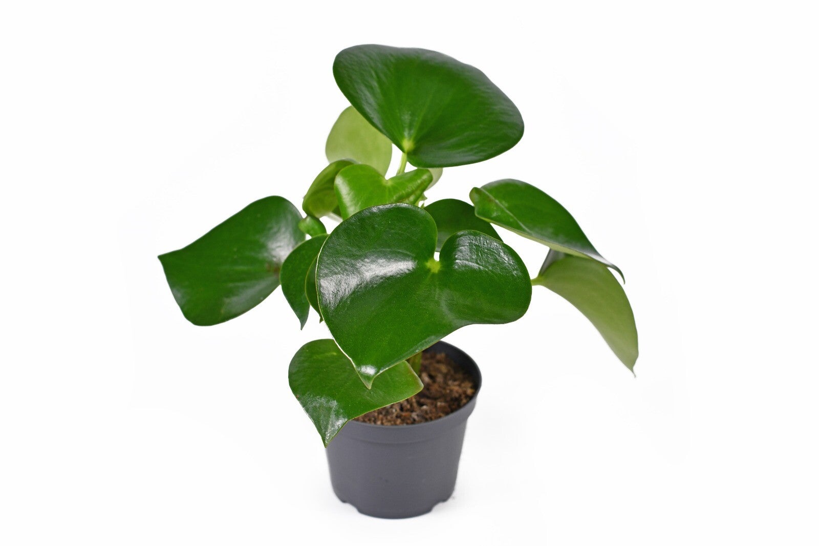 Peperomia – Radiator Plant