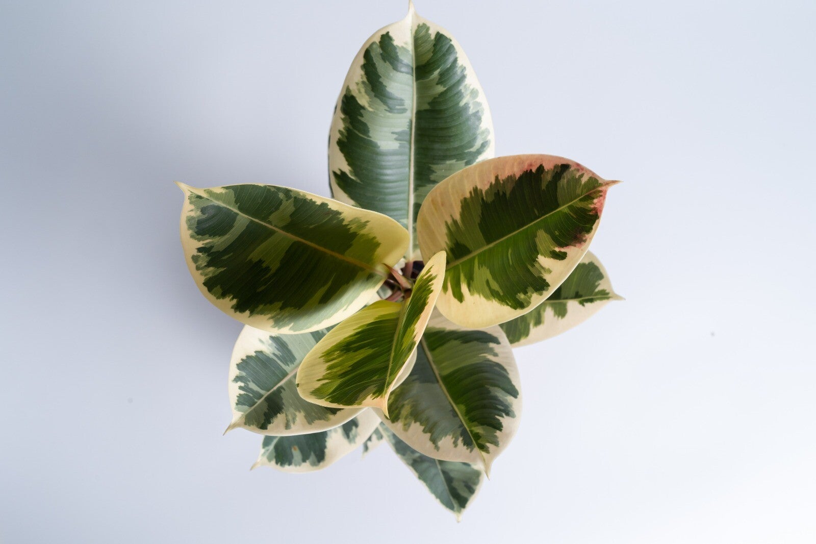 Ficus Elastica Tineke aka Rubber Fig