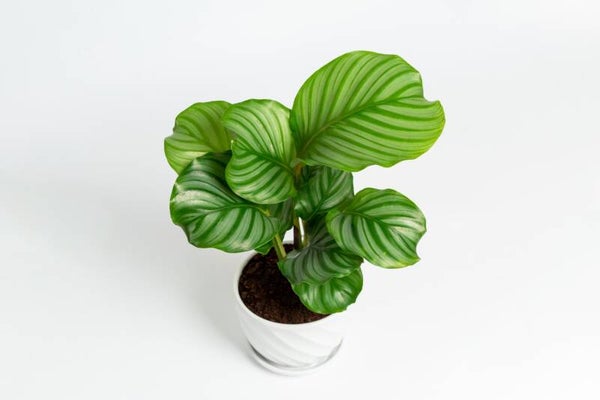 Calathea Orbifolia