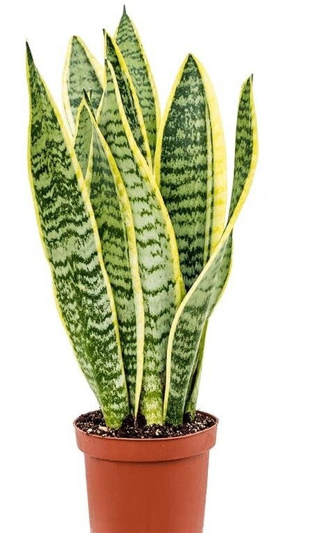 Dracaena Trifasciata- snake plant