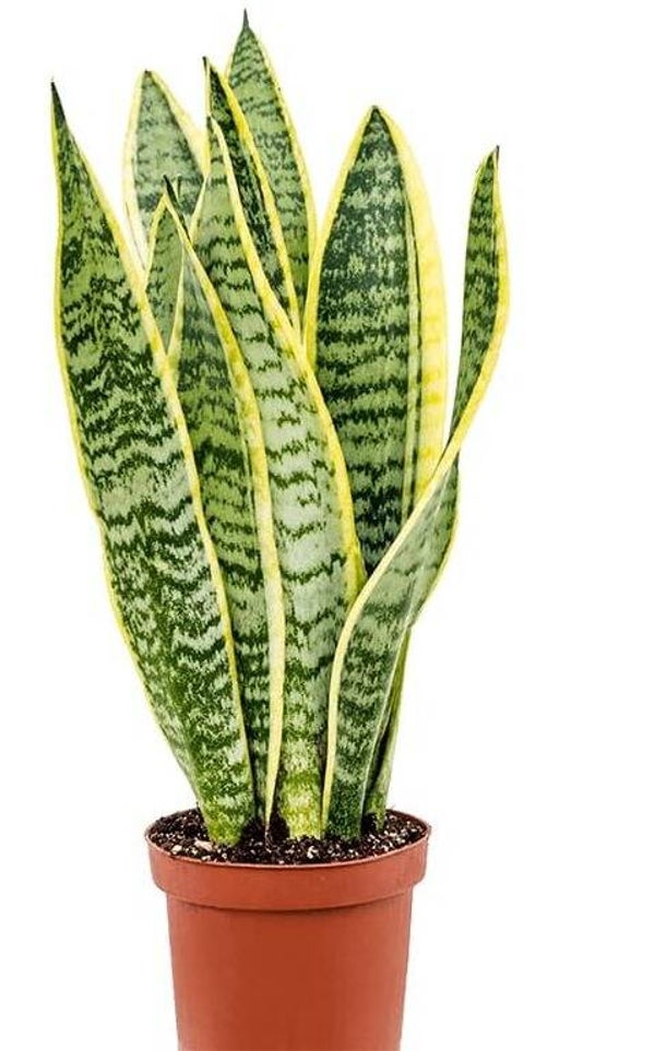 Dracaena Trifasciata- snake plant