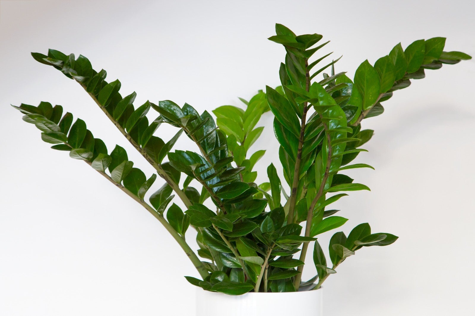 Zamioculcas Zamiifolia – ZZ Plant
