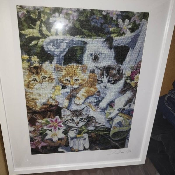Kattfamilj