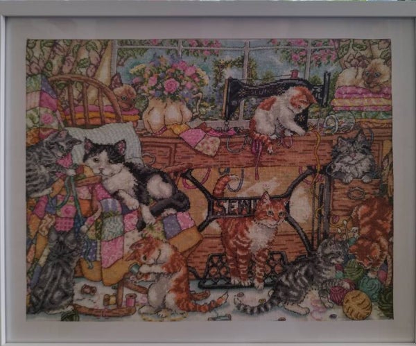 "Many kittens"