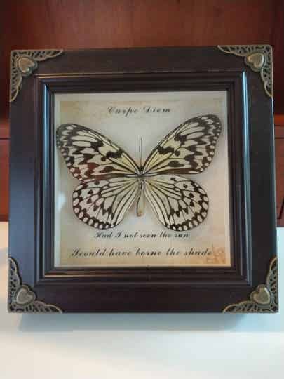 Vintage kader met vlinder