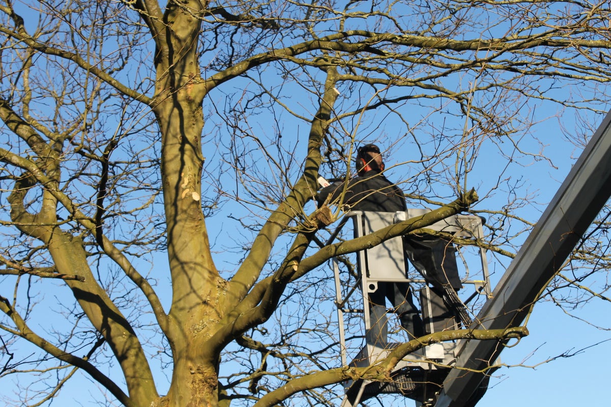 Boomverzorging Beheer En Onderhoud Unigroen