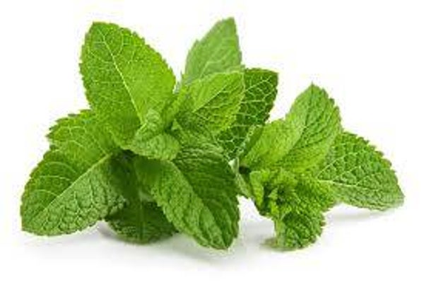 Cartouche Menthol