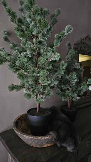 Kerstboom Larix | M