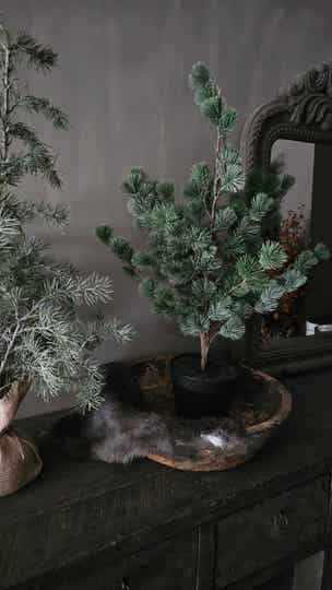 Kerstboom Larix | S