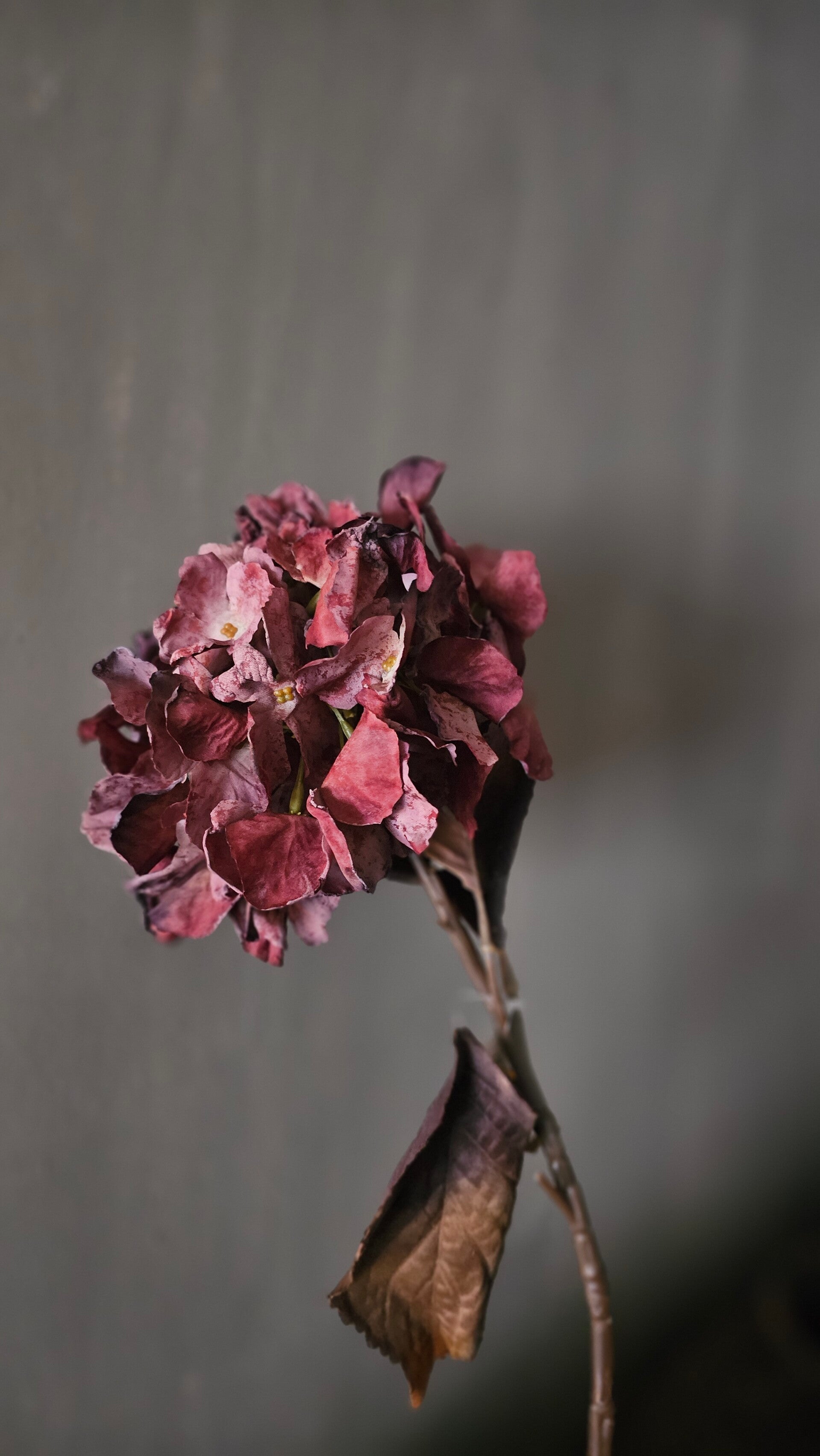 Hortensia | Oud Roze