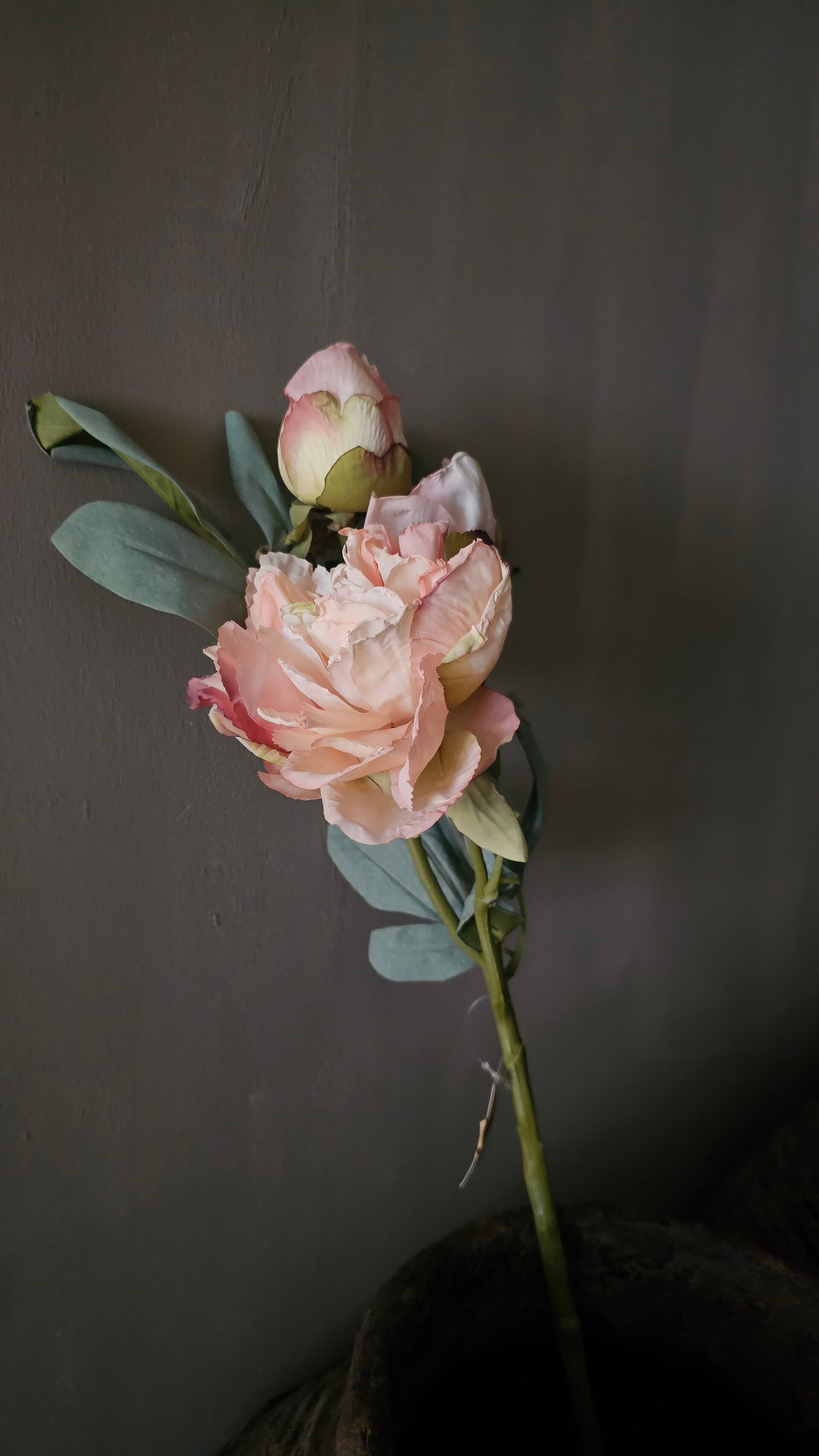 Pioenroos | Zacht Roze