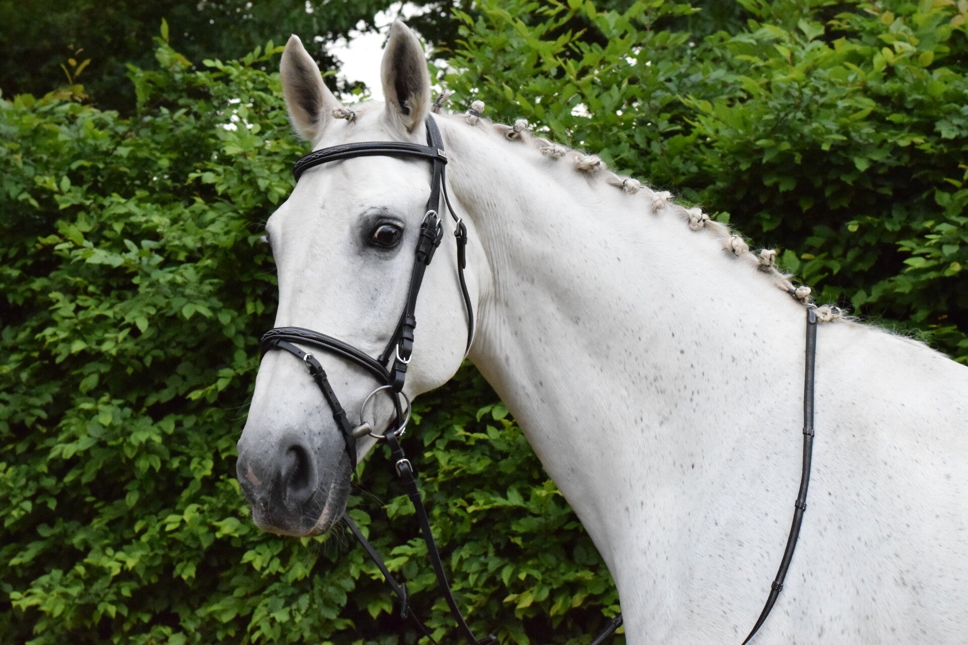 Hoofdstel Wallis EBI