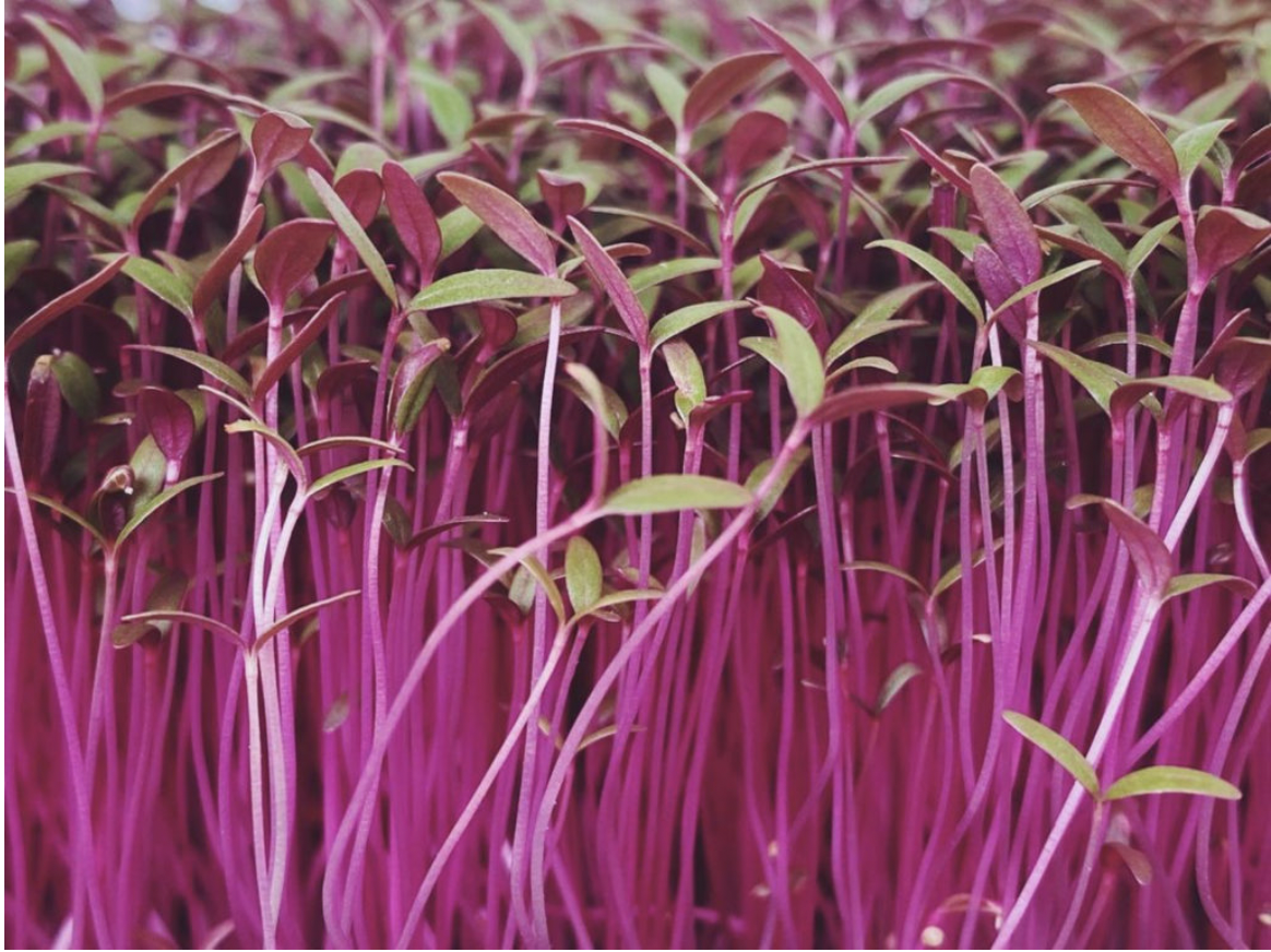 Amaranth