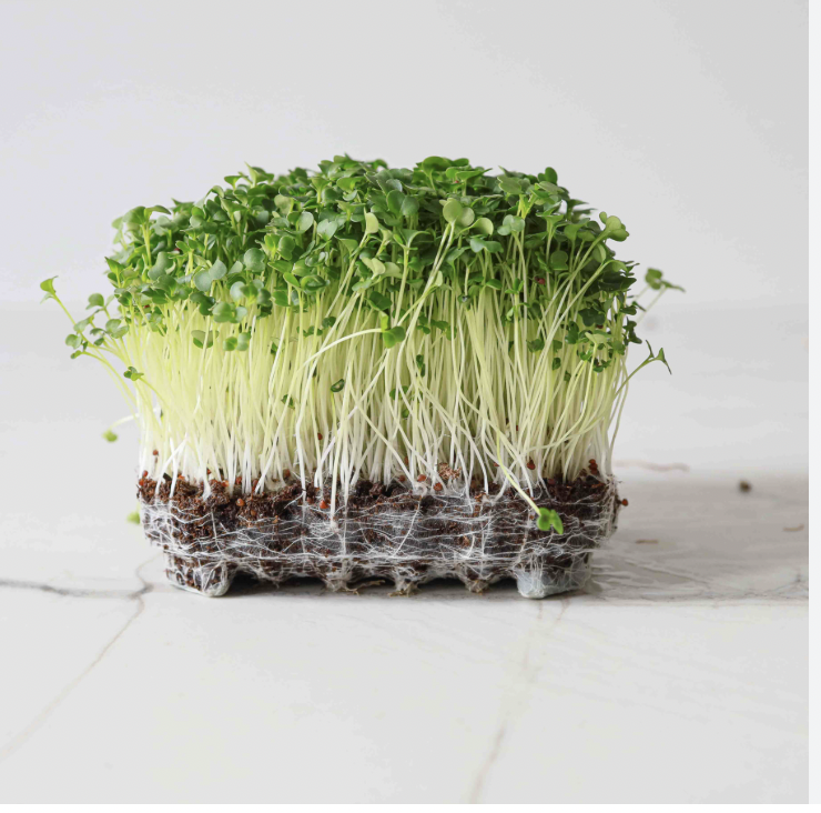Broccoli microgreens