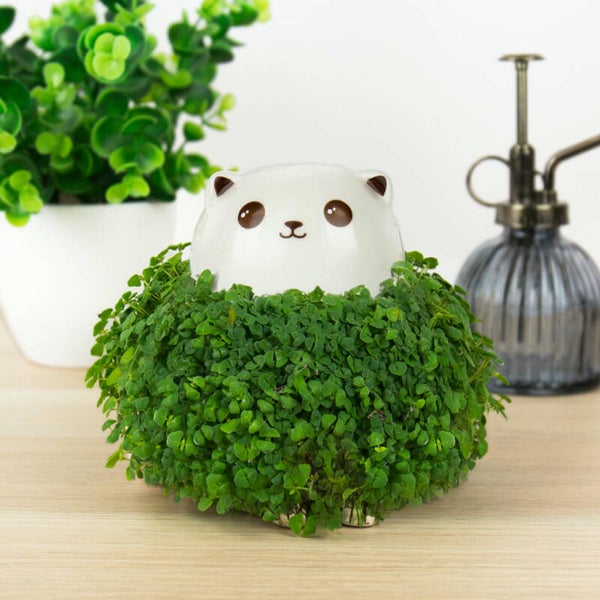 MACETERO DE CHÍA GATO/CAT CHIA PLANTER