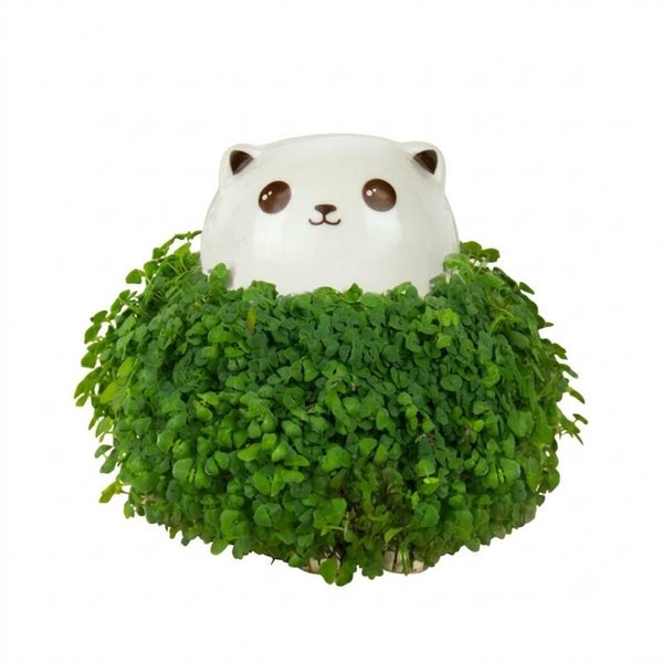 MACETERO DE CHÍA GATO/CAT CHIA PLANTER