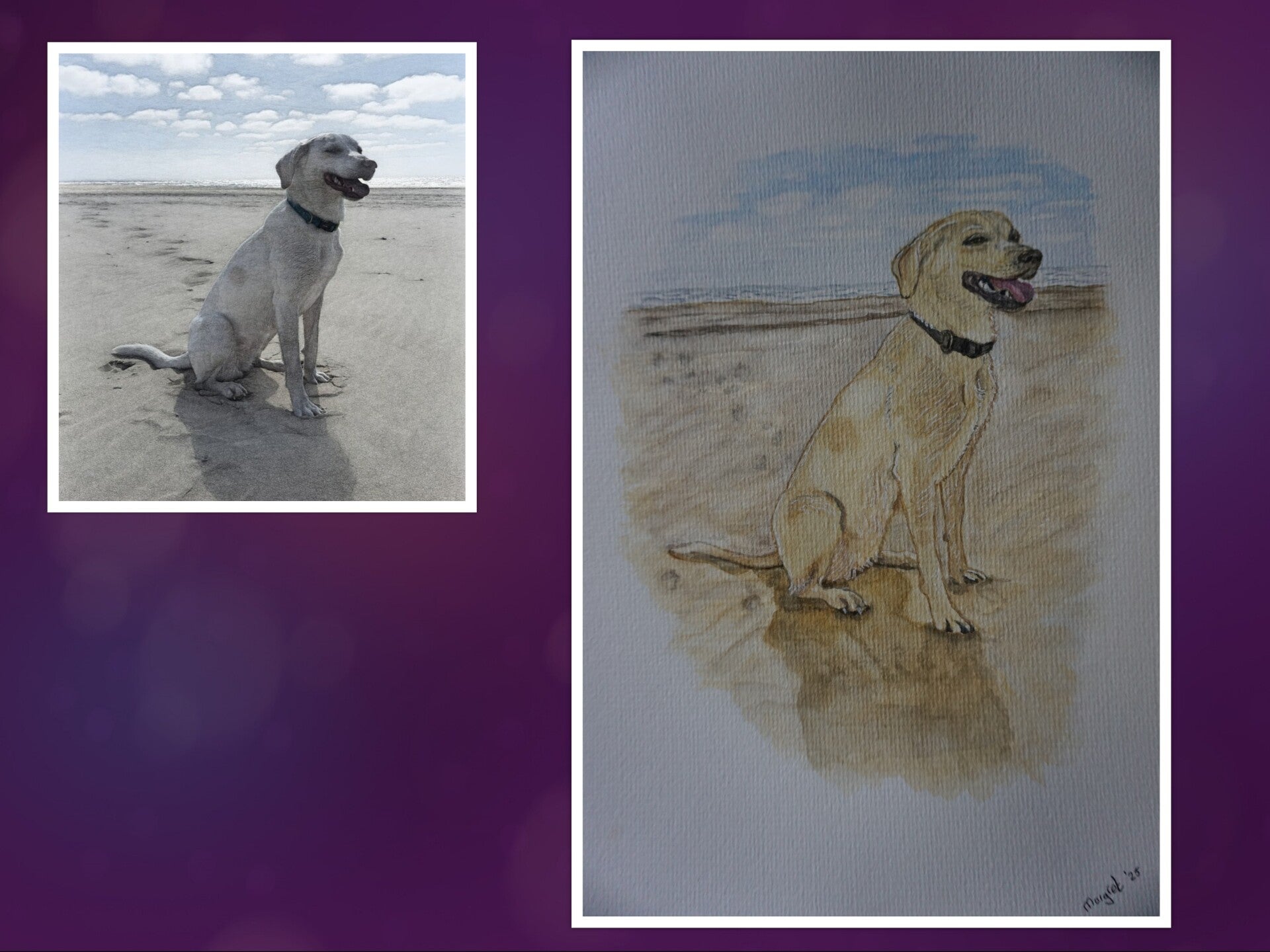 Hond uit Texel