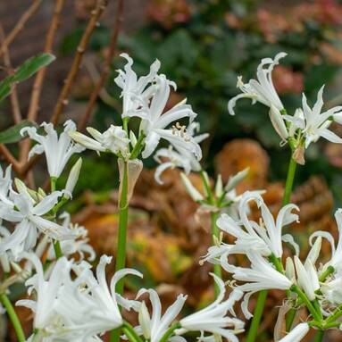 Bloeiperiode Nerine. - Wanneer bloeit Nerine
