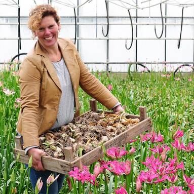 Nerine kwekerij Agro Fleur Select Roelofarendsveen