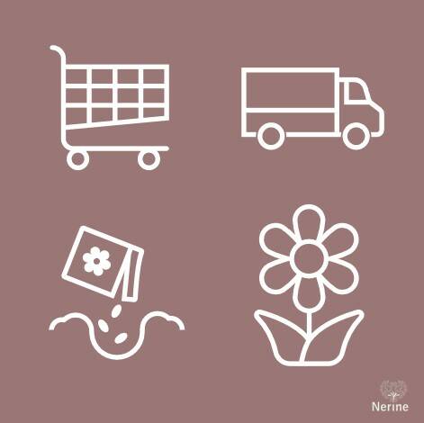 Online Nerine bloembollen bestellen bij Nerine.eu