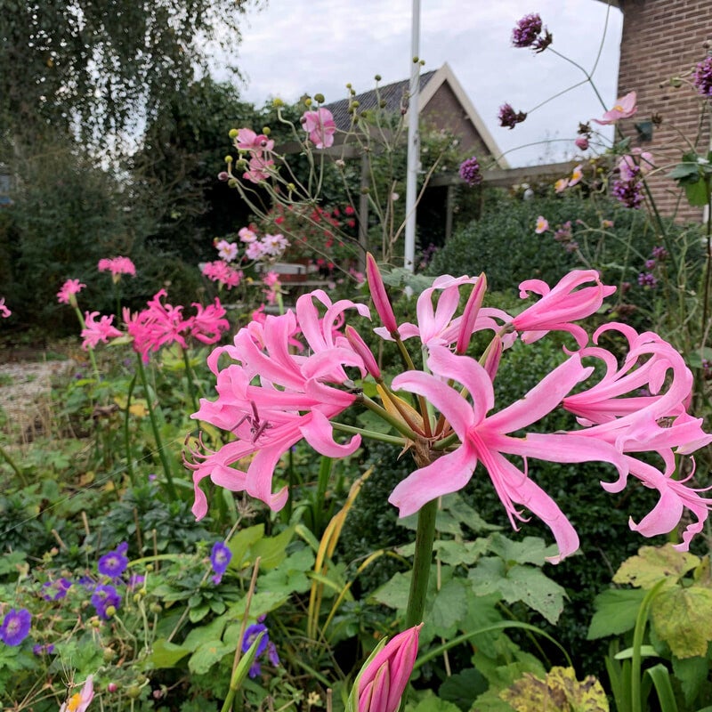 Nerineherfsttuinbloembollentuinplanten9.jpg