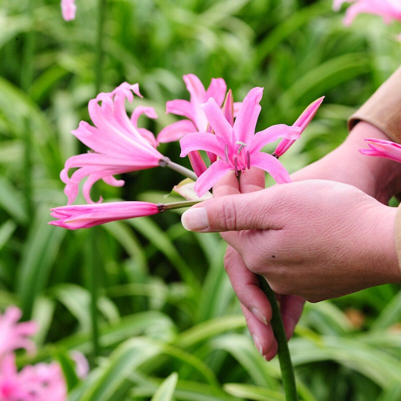 Hoe moet je bloembollen planten en verzorgen