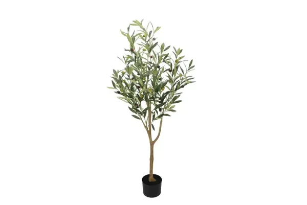 Olijf boom groot