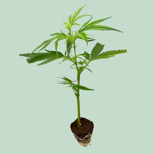 Cannabis Stecklinge