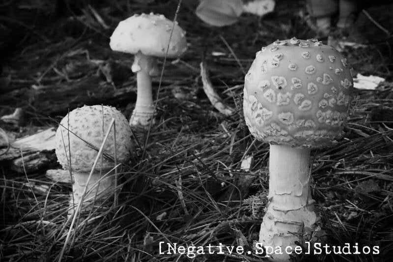 Nature's Headstones.