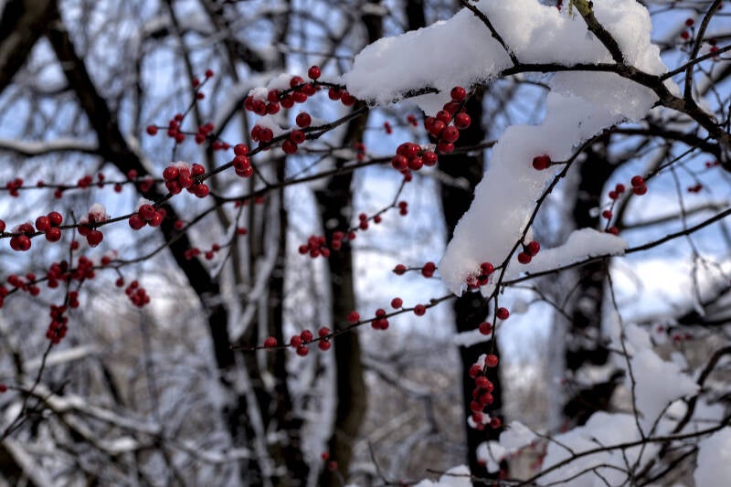 Winter Berries.