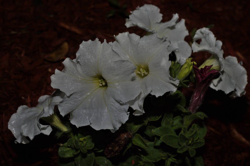 Call me Billy Flowers.