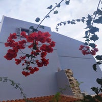 bougain10-standard.jpg