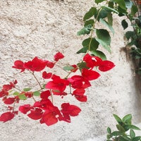 bougain13-standard-9nq3ql.jpg